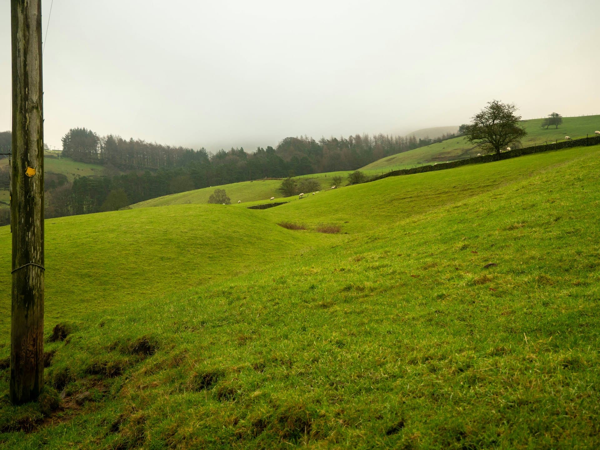 Calm, rolling green countryside under an overcast sky